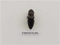 藏品(叩頭蟲(1))的圖片